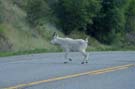 goat crosswalk